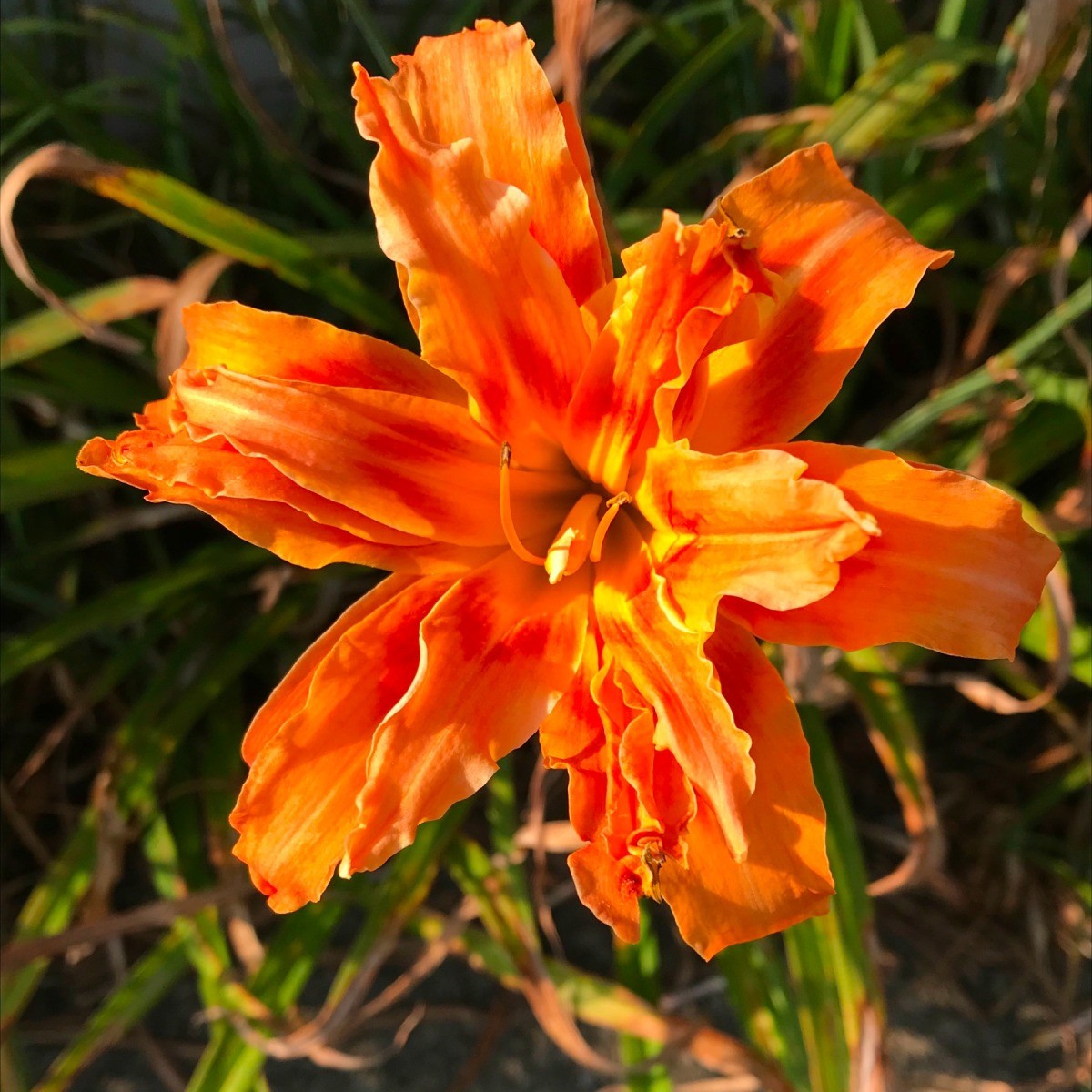 Tiger Daylily ThriftyFun