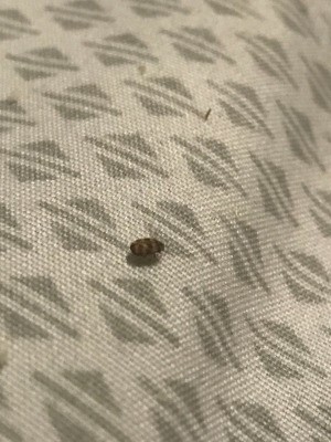 Identifying Household Bugs - two tone bug