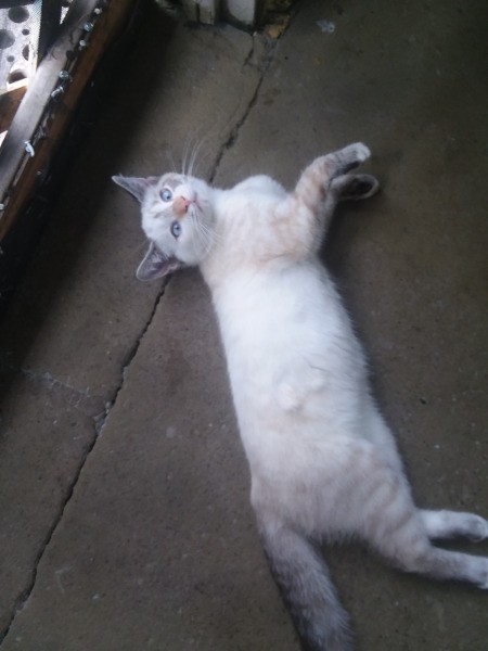 Sansa (Siamese Mix)  - cat stretched out on the floor