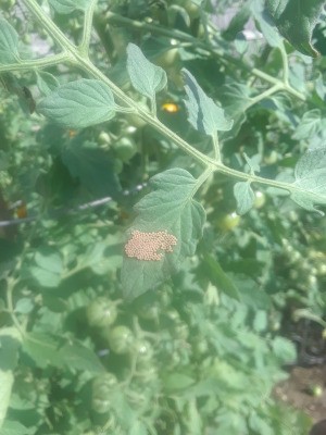 Identifying Insect Eggs on Tomato Leaf - cluster of tan eggs on underside of leaf