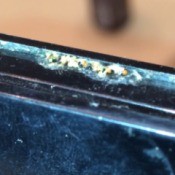 Identifying Insect Eggs - tiny white eggs on side of makeup palette