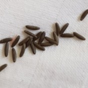 Identifying Insect Eggs - long dark brown eggs