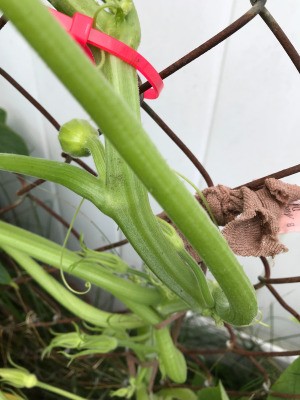 Cable Ties for Supporting Plants