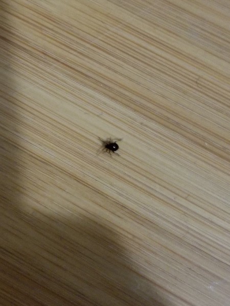 identifying small black bugs thriftyfun picture of a bed bug
