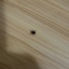 Identifying Small Black Bugs in an Old House - black slightly bulbous bug