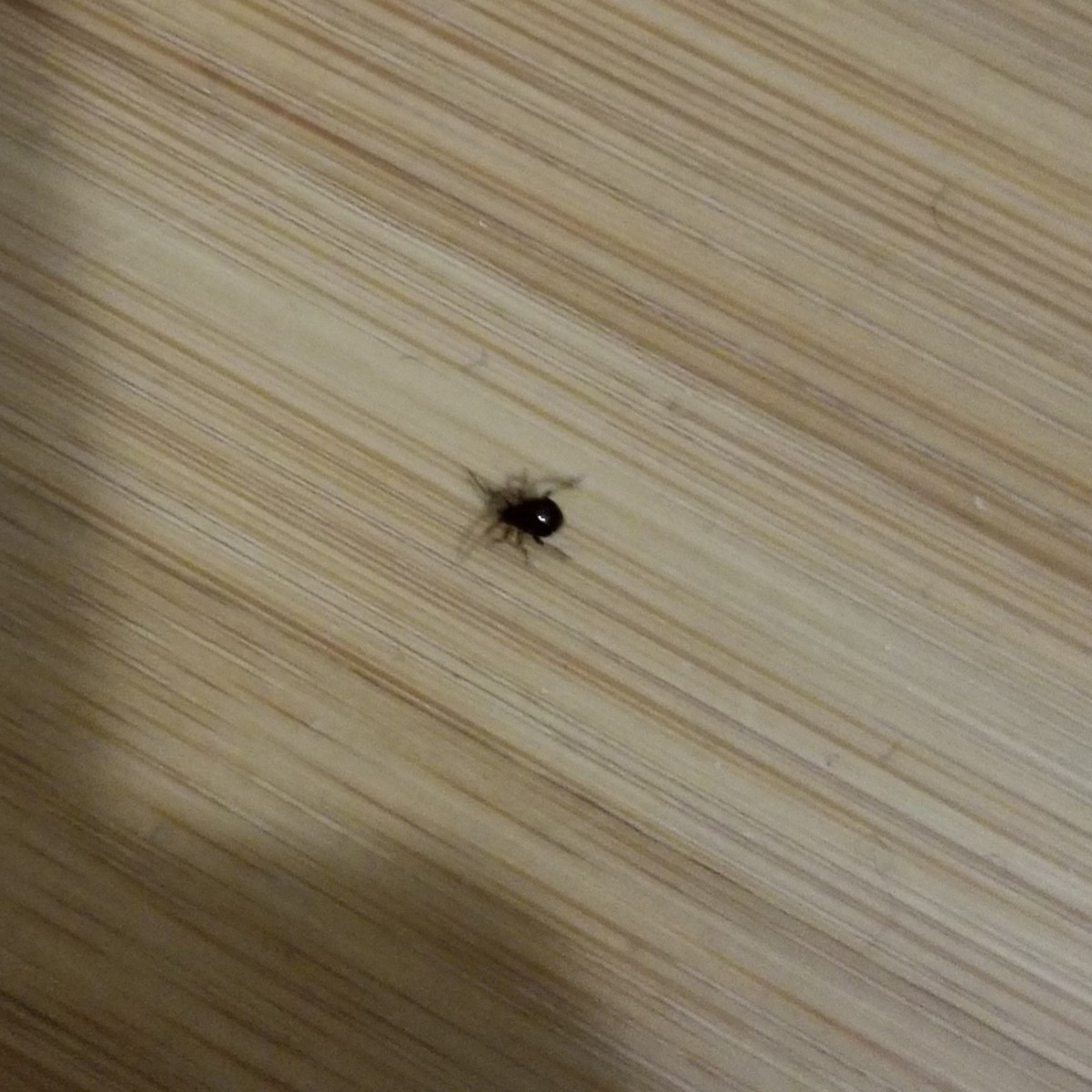 Identifying Small Black Bugs Thriftyfun - Vrogue