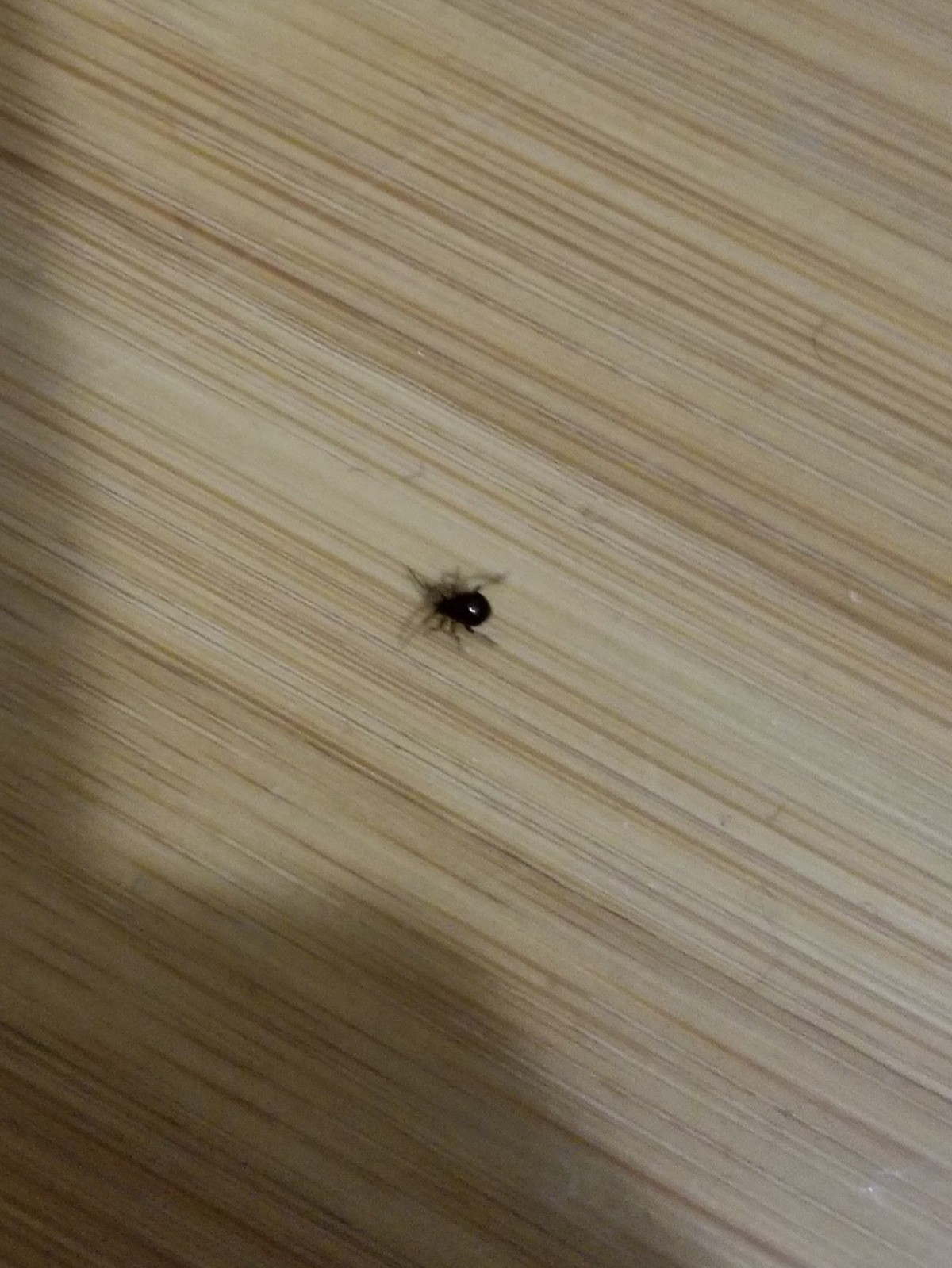 Identifying Small Black Bugs In An Old House X4 