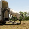 A horse being loaded in a trailer.