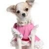 A small dog in a pink dress.