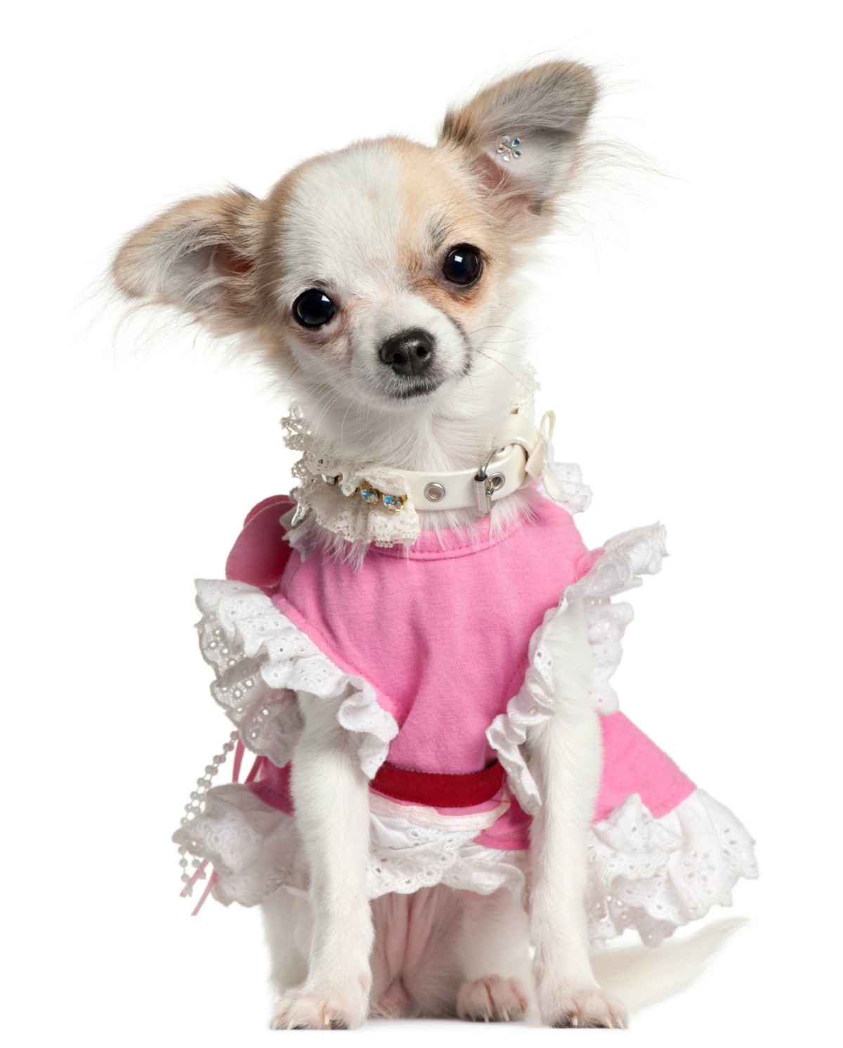 pet clothes for dogs
