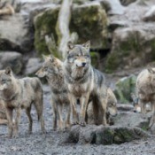 A wolf pack with a rocky background.