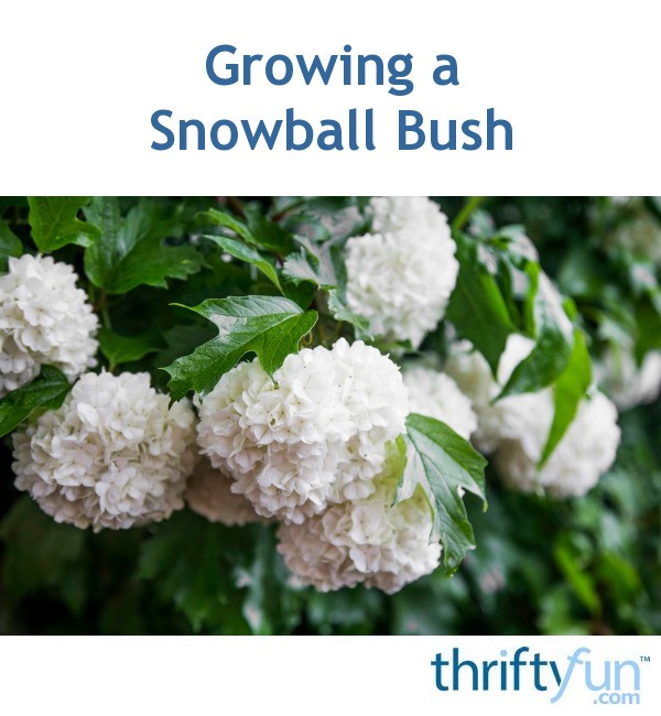 Growing a Snowball Bush? ThriftyFun