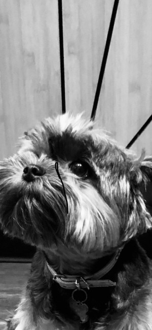 Causes of Sudden Death in Dogs - black and white photo of a Yorkshire Terrier
