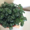 Identifying a Houseplant - green foliage plant with rounded tip leaves