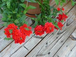 What Is This Garden Flower? - looks like a red verbena