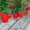 What Is This Garden Flower? - looks like a red verbena