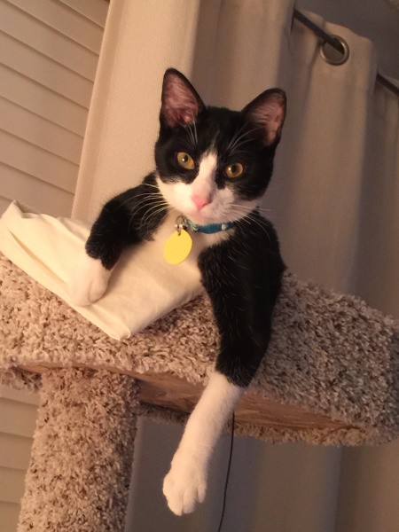 Rocket (Domestic Shorthair) - tuxedo cat on top of cat tree