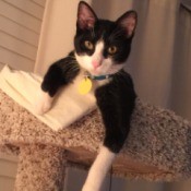 Rocket (Domestic Shorthair) - tuxedo cat on top of cat tree