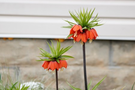 What Is This Flower? - multiple small bell shaped orange flowers atop a thin stalk