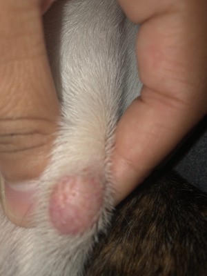Bumps on a Dog - thumbnail sized pink lump on a dog
