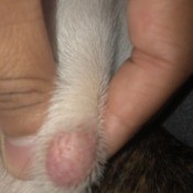 Bumps on a Dog - thumbnail sized pink lump on a dog