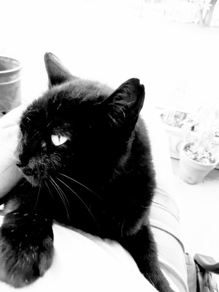 Panfur (Domestic Shorthair) - black cat