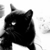 Panfur (Domestic Shorthair) - black cat