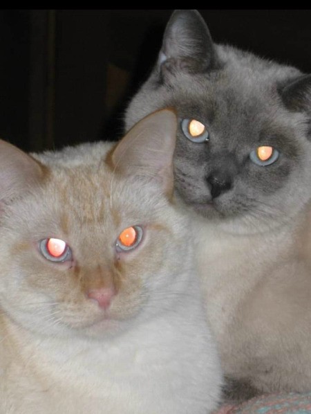 Dexter & Trinity (Siamese) - two Siamese cats