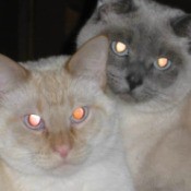 Dexter & Trinity (Siamese) - two Siamese cats