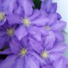 Purple clematis in bloom.