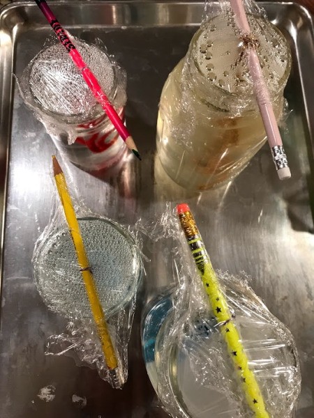 Growing Borax Crystals -cover with plastic wrap