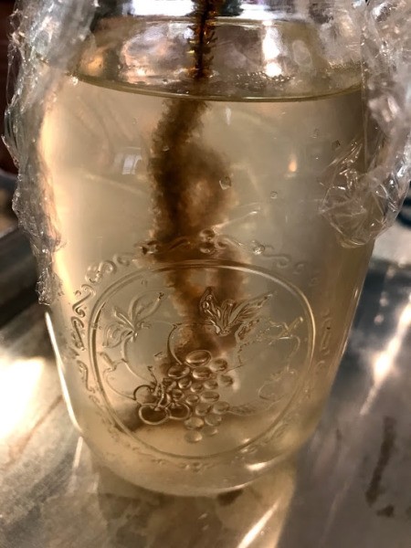 Growing Borax Crystals - crystals forming on a name pipe cleaner