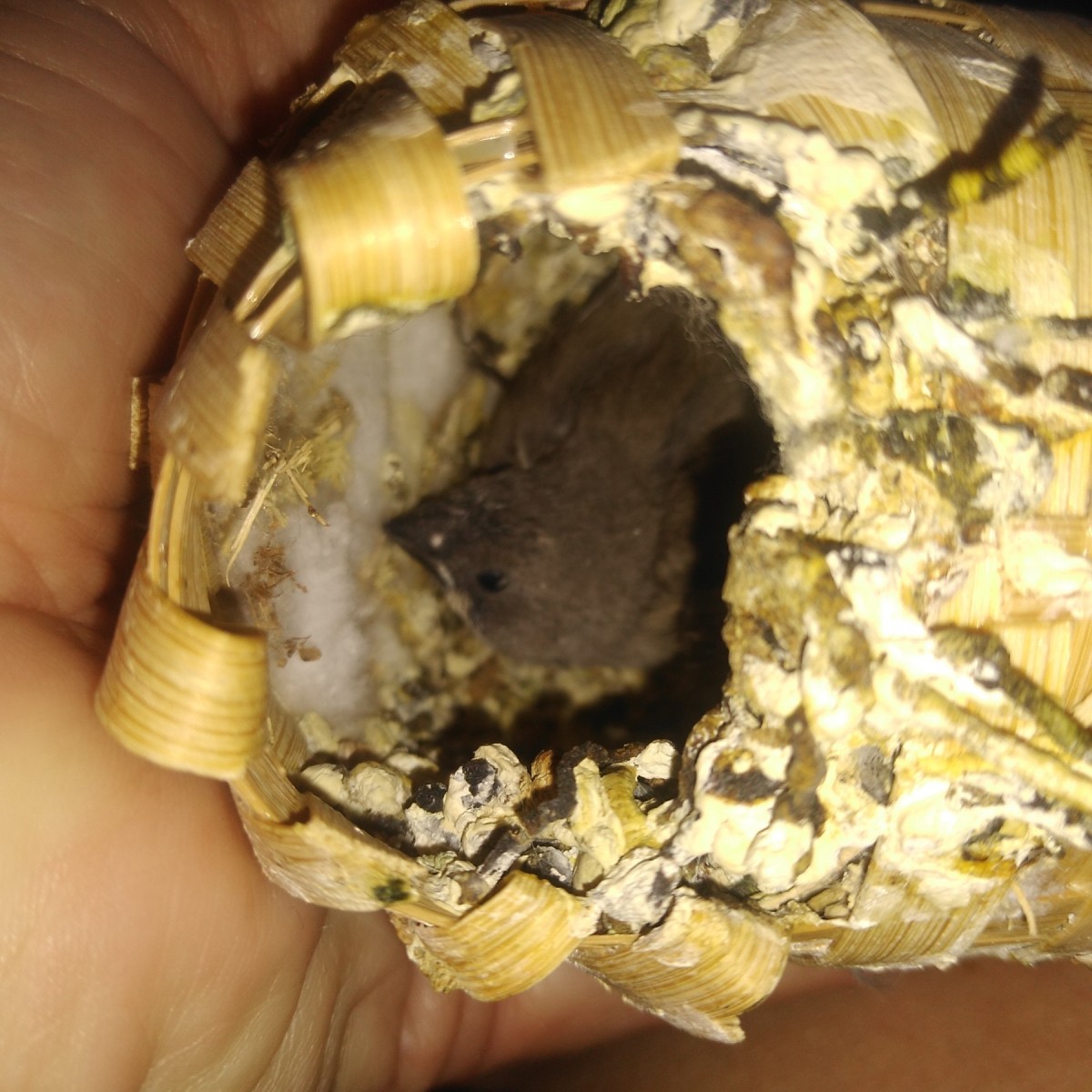 When Do Baby Finches Leave the Nest? | ThriftyFun