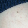 Identifying Black Biting Bugs - long thin black bug