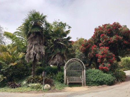 Blue Dragonfly at San Diego Botanic Garden