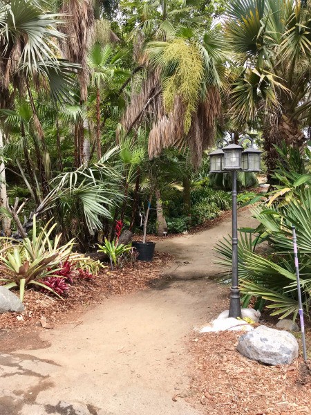 Blue Dragonfly at San Diego Botanic Garden