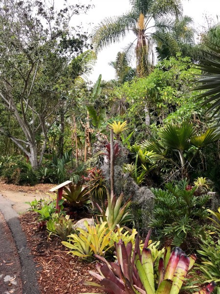 Blue Dragonfly at San Diego Botanic Garden