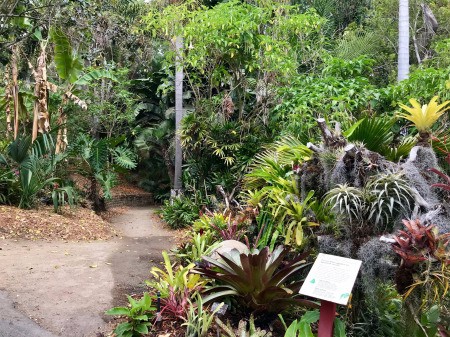 Blue Dragonfly at San Diego Botanic Garden