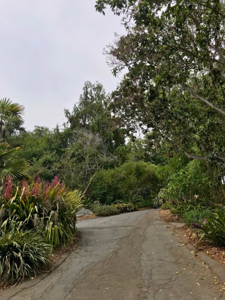 Blue Dragonfly at San Diego Botanic Garden