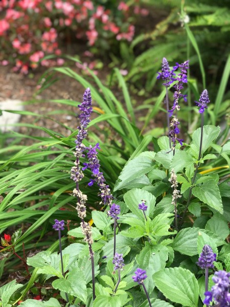 Blue Dragonfly at San Diego Botanic Garden