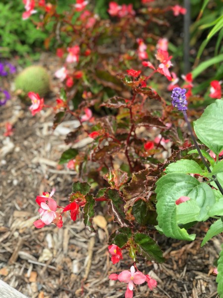 Blue Dragonfly at San Diego Botanic Garden