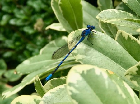 Blue Dragonfly at San Diego Botanic Garden - blue dragonfly on a light green and cream colored leaf