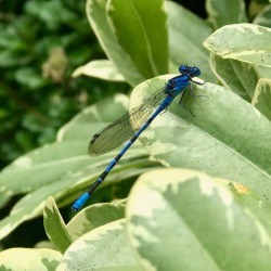 Blue Dragonfly at San Diego Botanic Garden - blue dragonfly on a light green and cream colored leaf
