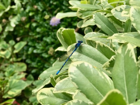 Blue Dragonfly at San Diego Botanic Garden