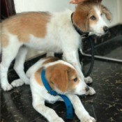 What Is My Dog's Breed Mix? - mixed breed dog, perhaps with Beagle