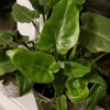 What Is This Houseplant? - elongated heart shaped green foliage plant