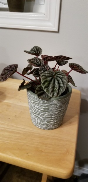 What Is This Plant? - plant with dark green and purplish heart shaped leaves that are deeply ridged