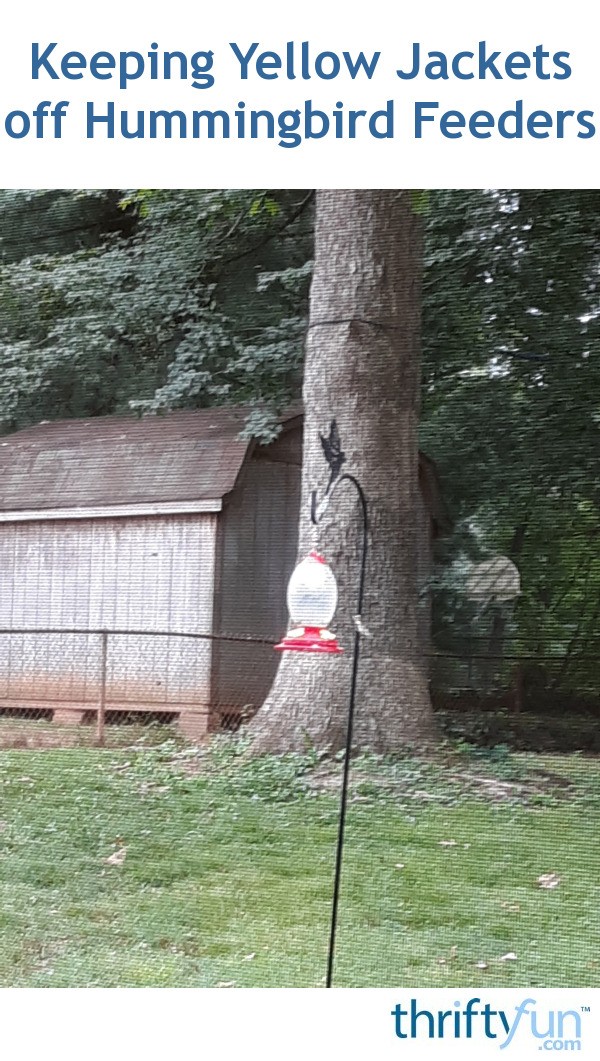 Keeping Yellow Jackets off Hummingbird Feeders? ThriftyFun