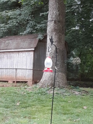 Keeping Yellow Jackets off Hummingbird Feeders - feeder in yard