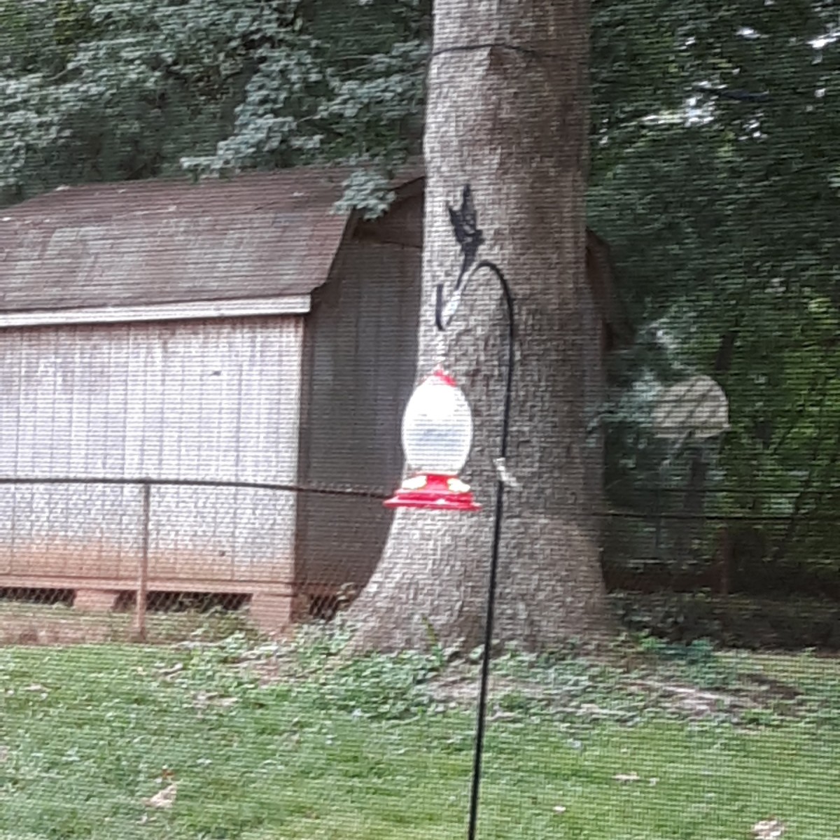 Keeping Yellow Jackets off Hummingbird Feeders? ThriftyFun